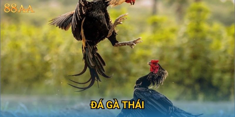 Đá gà Thái đỉnh cao – Trải nghiệm cá cược sôi động tại 88AA