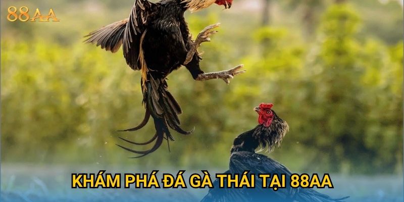 Khám phá đá gà Thái tại 88AA