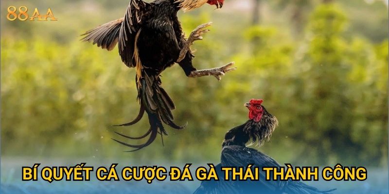 Bí quyết cá cược đá gà Thái thành công