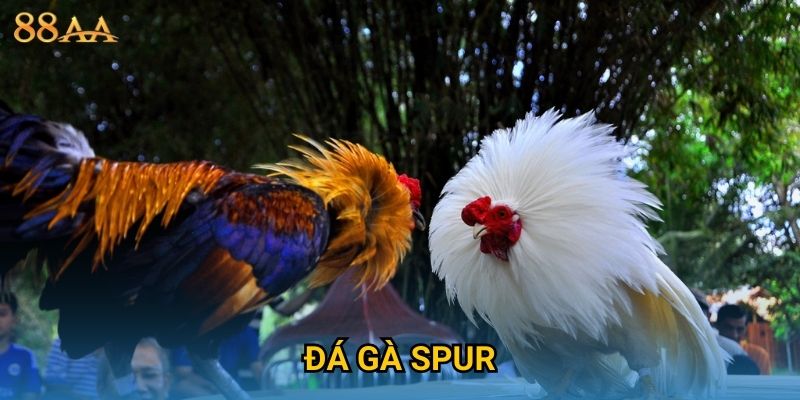 Đá gà spur kịch tính – Trải nghiệm trận đấu đỉnh cao tại 88AA