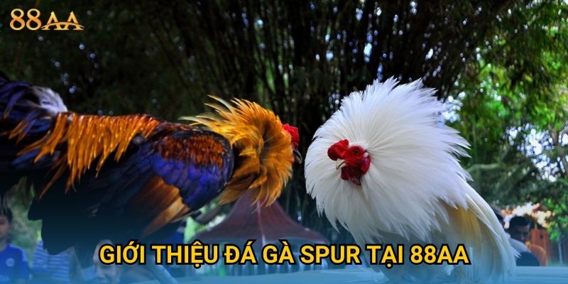 Giới thiệu đá gà spur tại 88AA