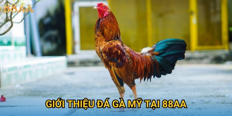 Giới thiệu đá gà Mỹ tại 88AA