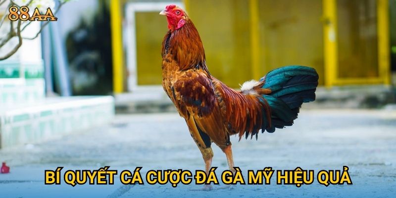 Bí quyết cá cược đá gà Mỹ hiệu quả