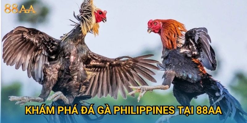 Khám phá đá gà Philippines tại 88AA