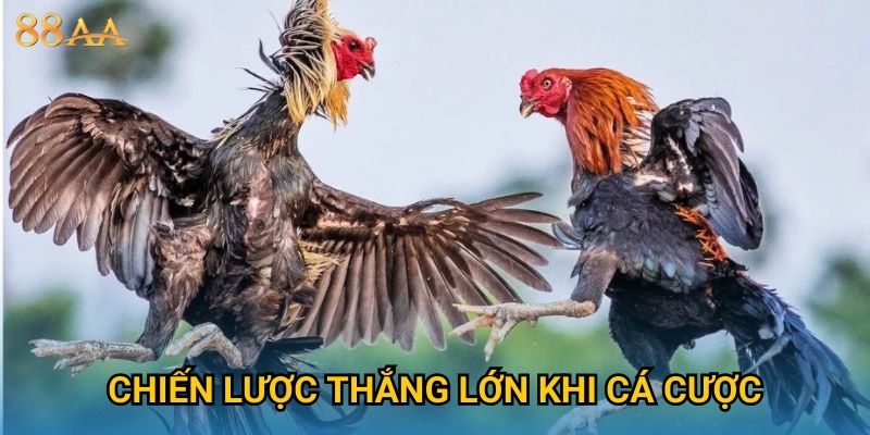Chiến lược thắng lớn khi cá cược