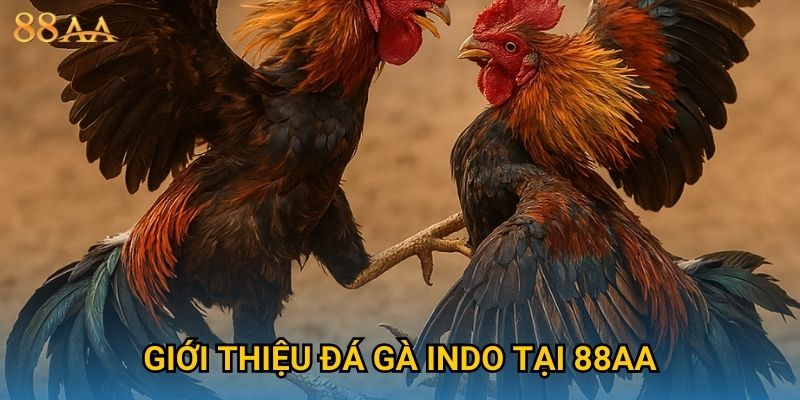 Giới thiệu đá gà Indo tại 88AA